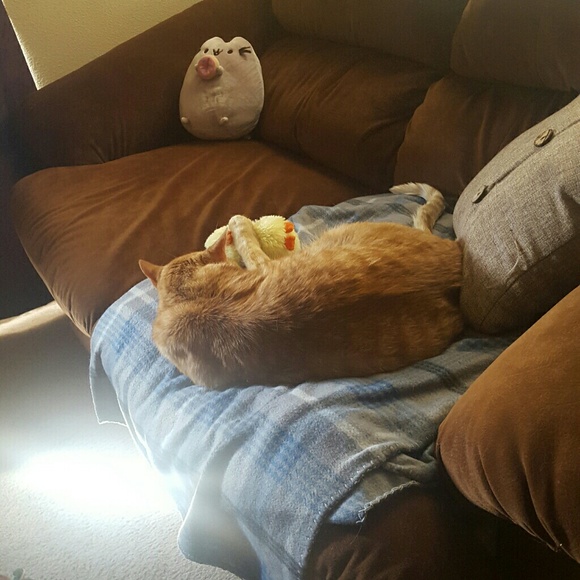 Cat friendly home - Picture 3 of 5